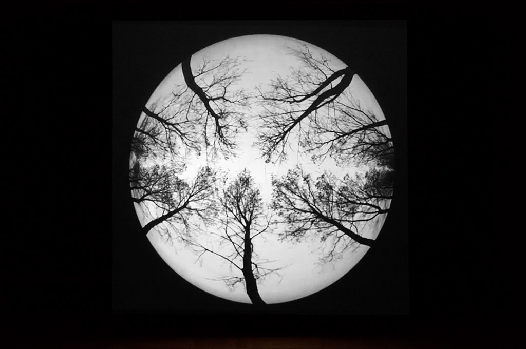 Het leven van een meeuw in Panorama Mesdag