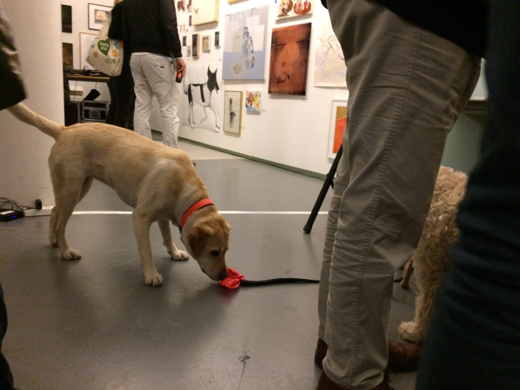 Art for Animals’ Sake Amsterdam