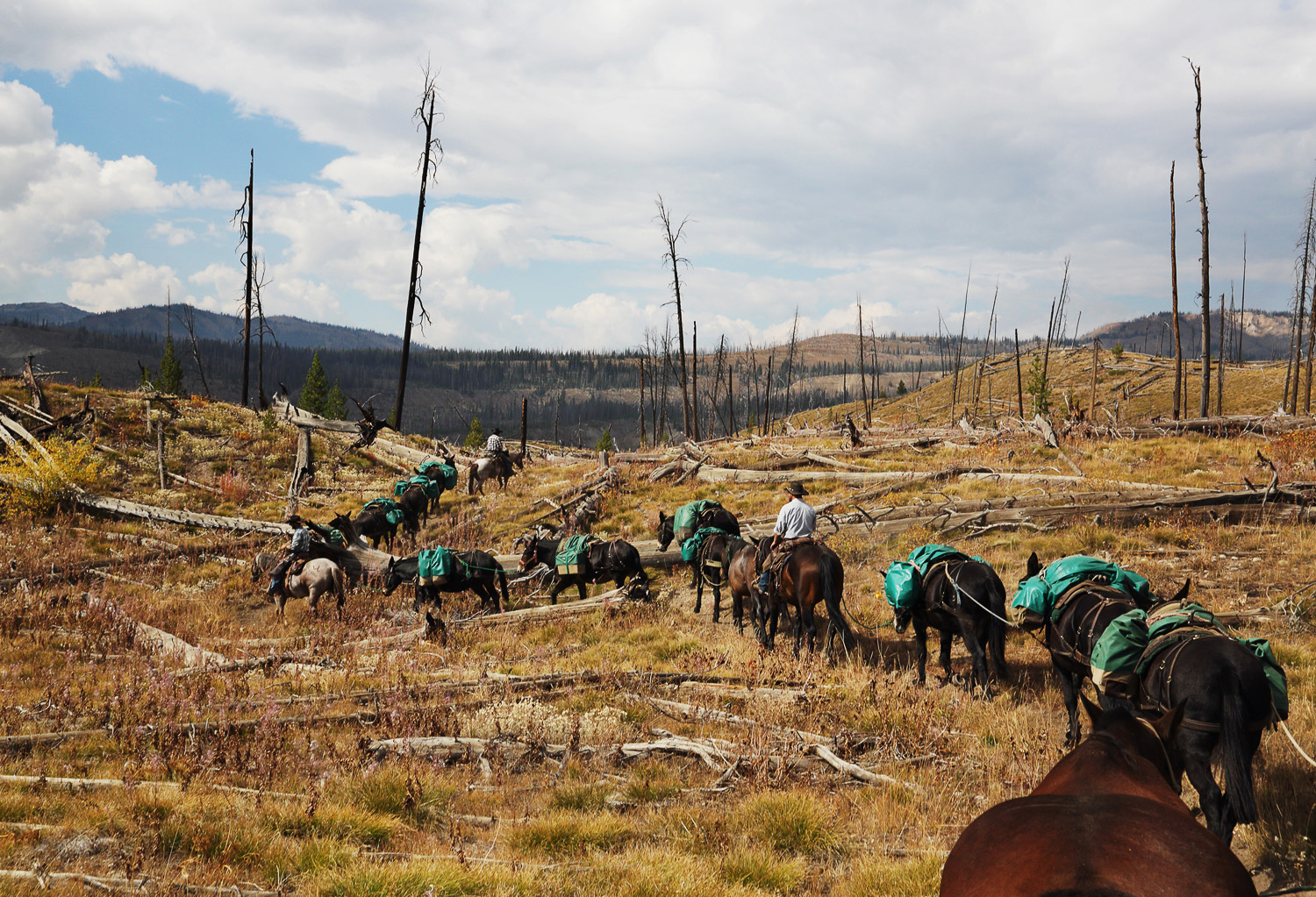 De lens, de jacht, de dood en het stadskind