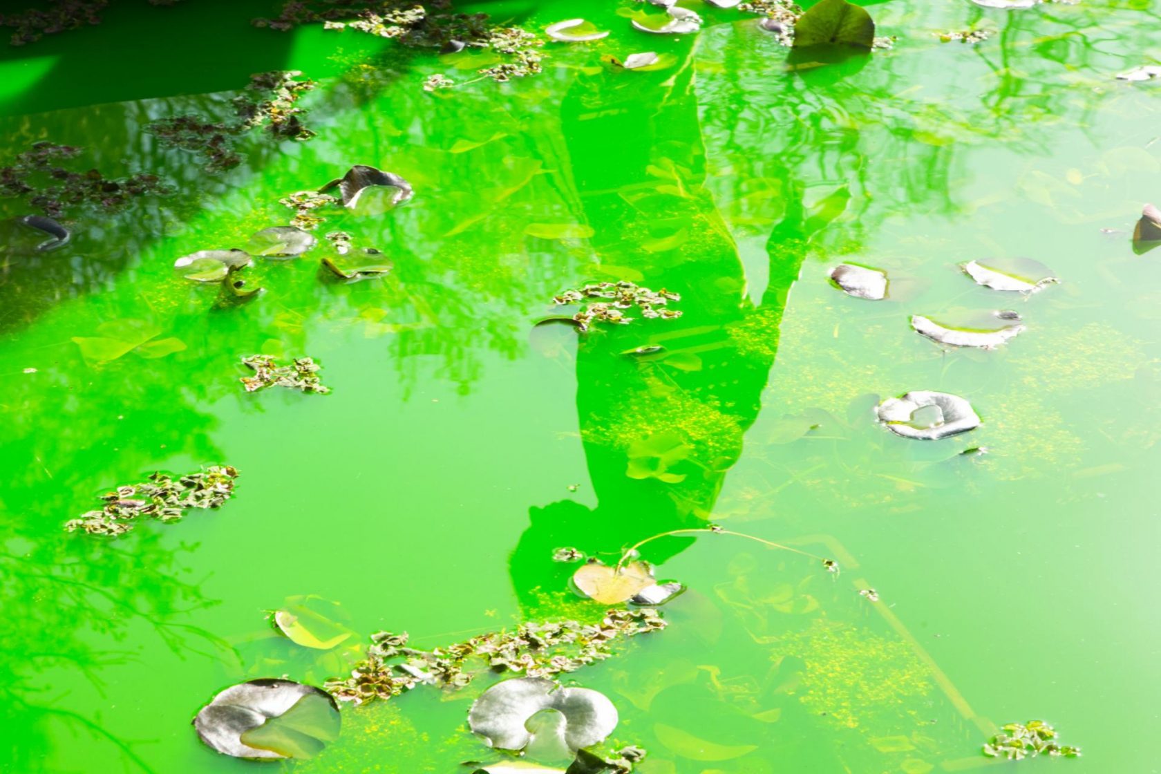 STOP! – ‘Life’ door Olafur Eliasson