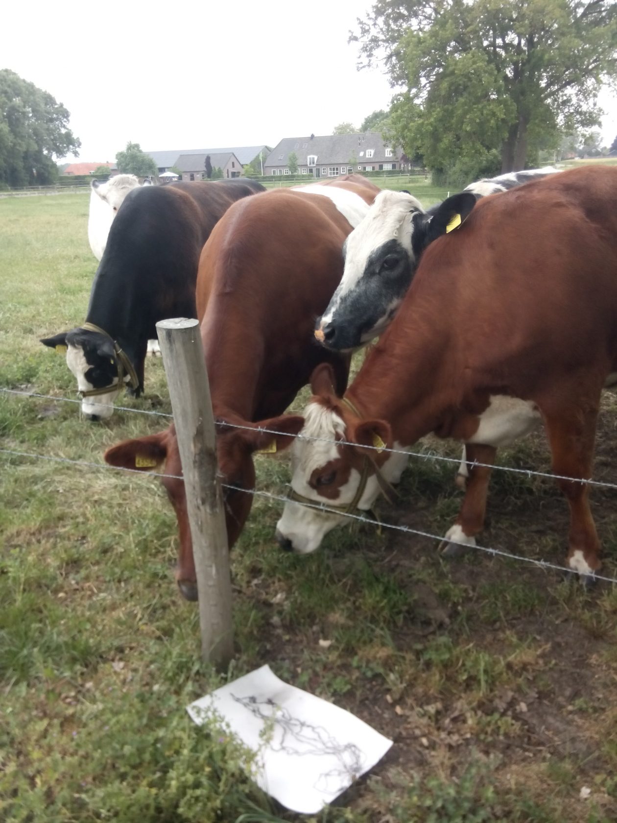 Hoe gracieus graast een koe?