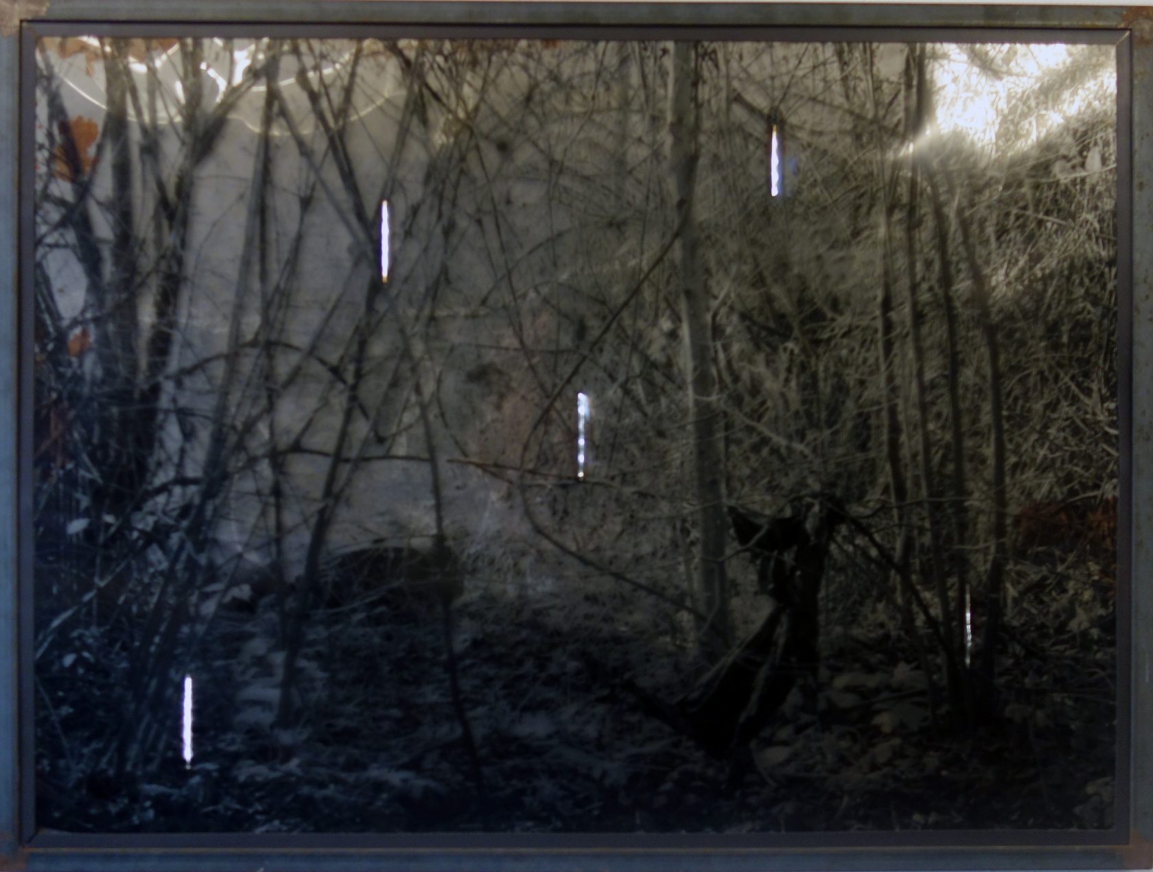 De kwaadaardige schoonheid van radioactieve bomen