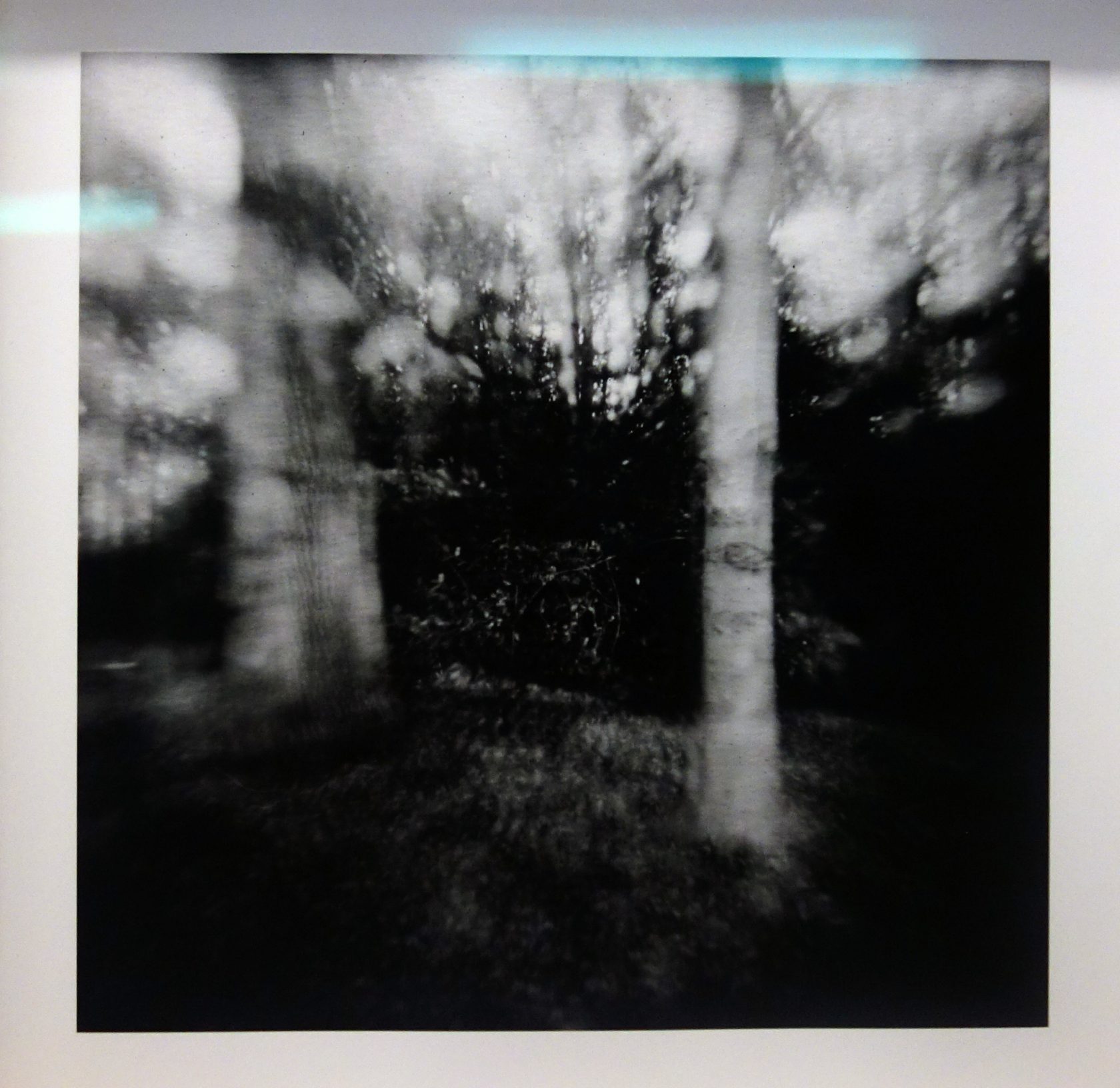 De kwaadaardige schoonheid van radioactieve bomen