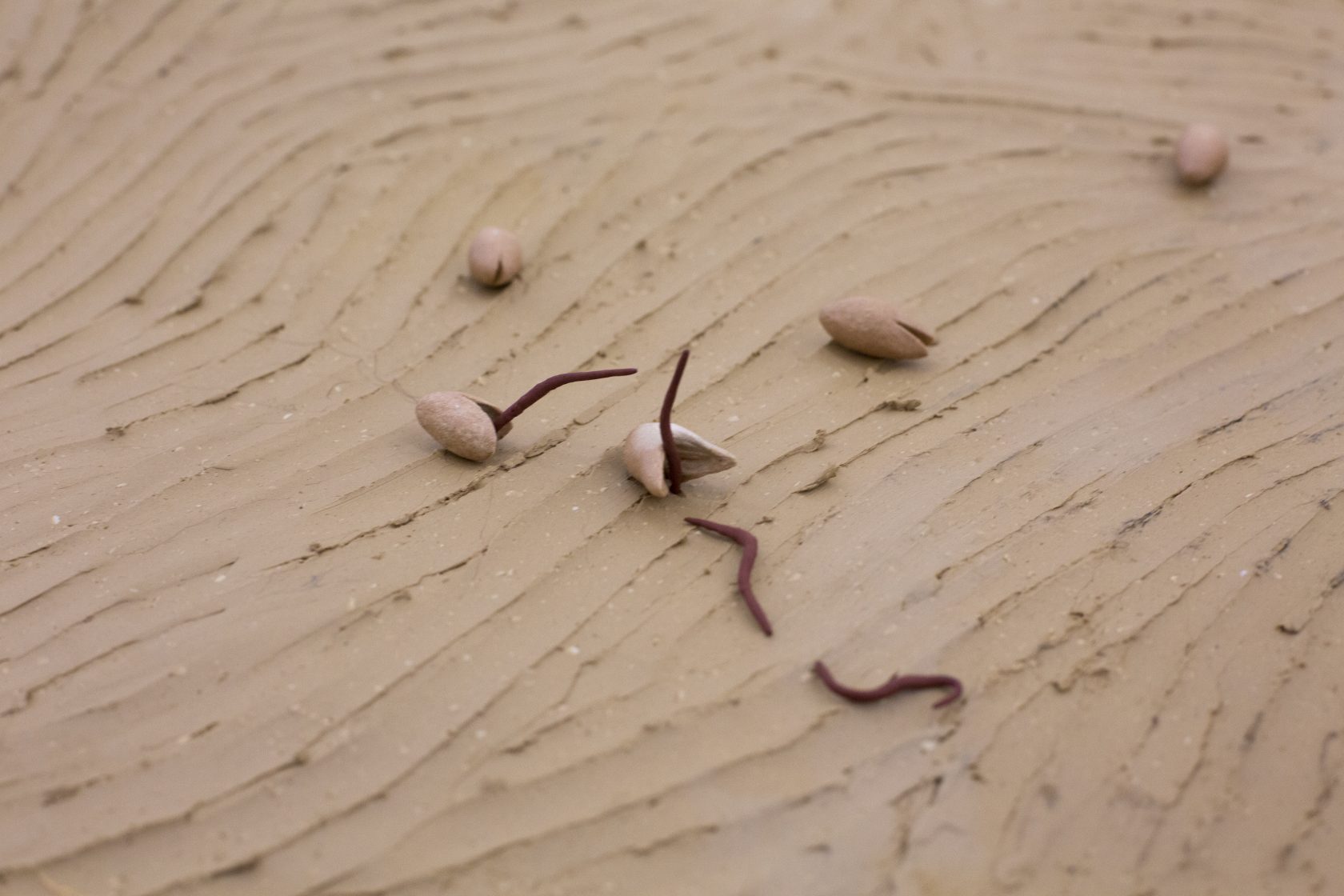 Wildgroei: weg ermee?