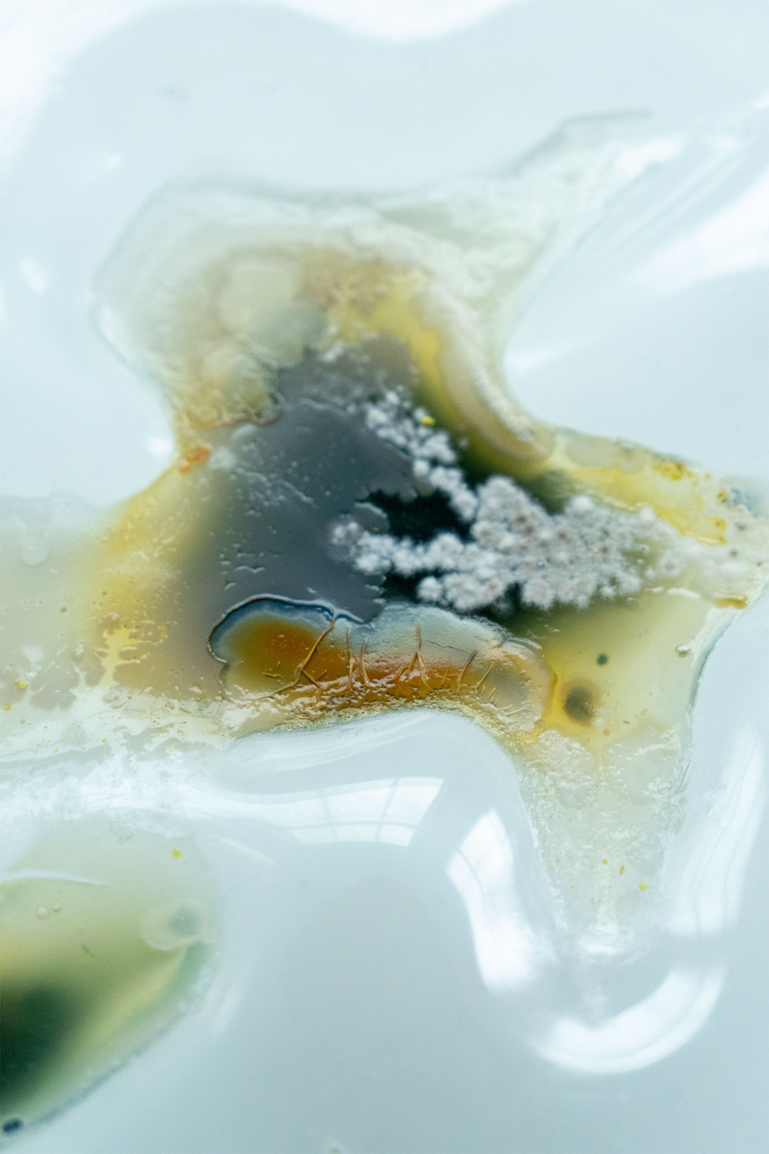 Making art with microorganisms / Interview with Ieva Maslinskaitė