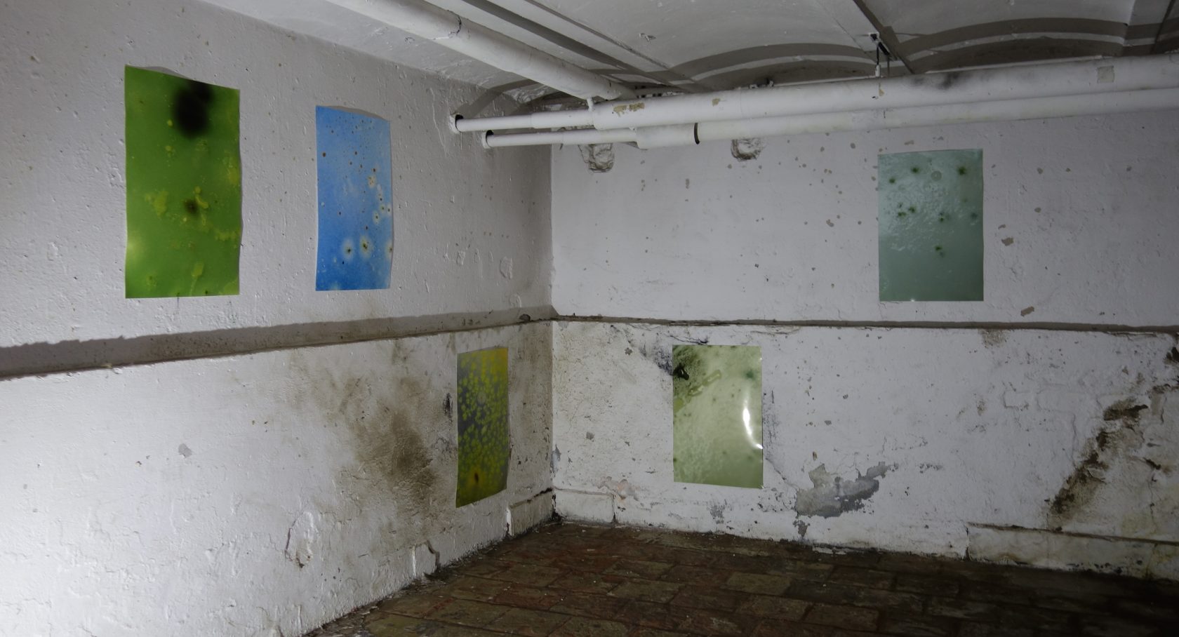 Making art with microorganisms / Interview with Ieva Maslinskaitė