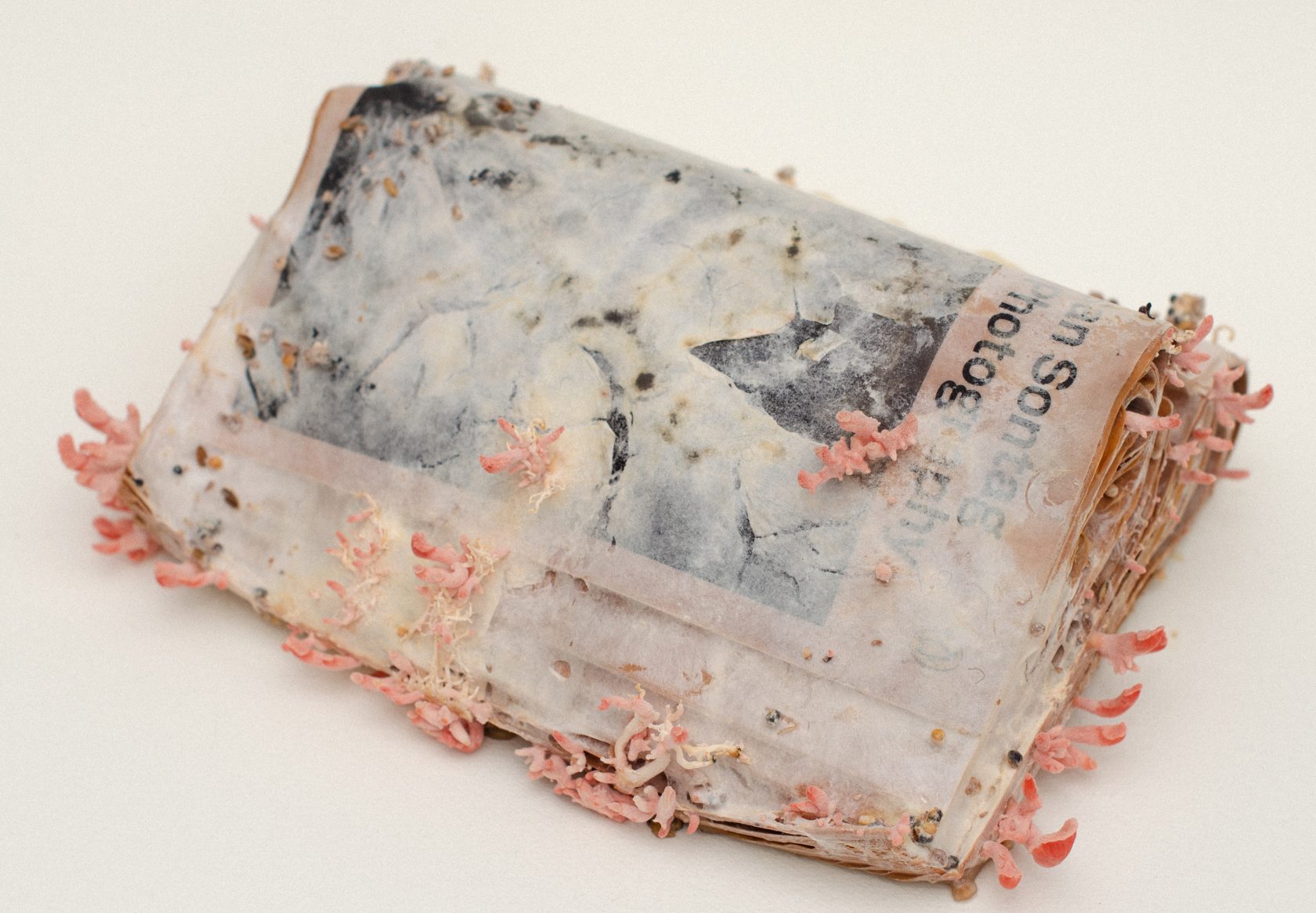 Making art with microorganisms / Interview with Ieva Maslinskaitė